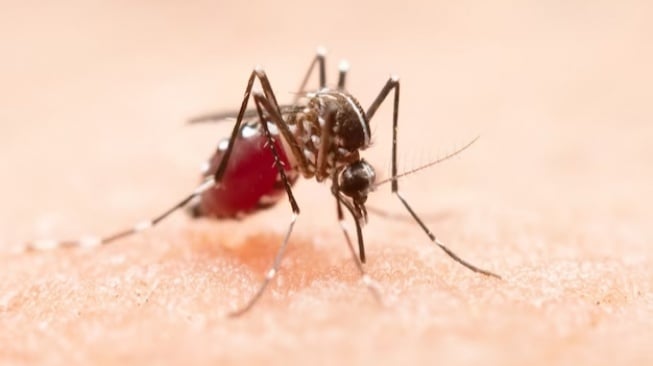 Ahli Ungkap Nyamuk Ber-Wolbachia Terbukti Turunkan Insiden Dengue 77 Persen, Bahaya Nggak Buat Lingkungan?