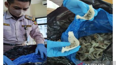 Karantina Kalsel memeriksa 501 kg sarang burung walet senilai Rp3,7 M