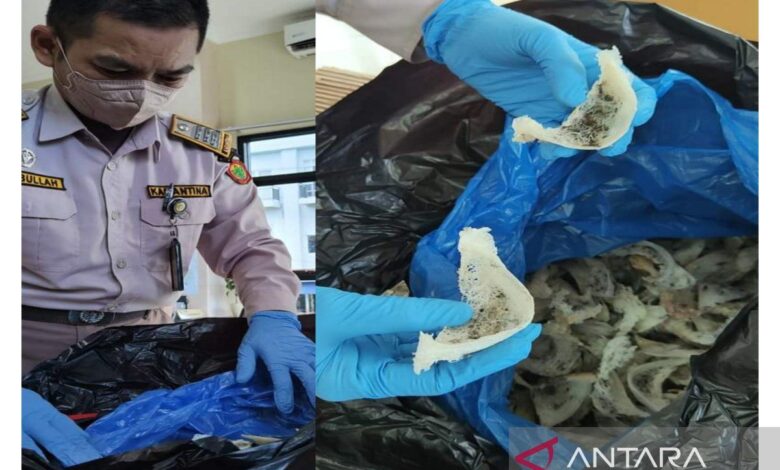 Karantina Kalsel memeriksa 501 kg sarang burung walet senilai Rp3,7 M
